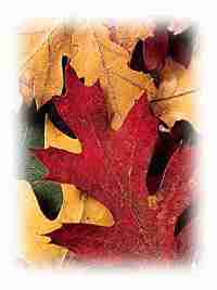 [oak leafs]